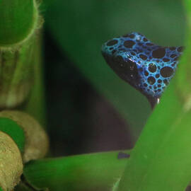 Blue Poison Dart Frog by Robert Wilder Jr