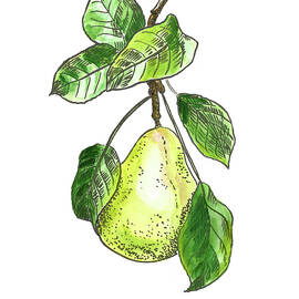 Botanical. Pear 1