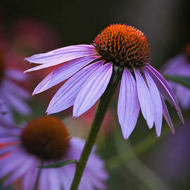 Bowing to the Light by Jill Love