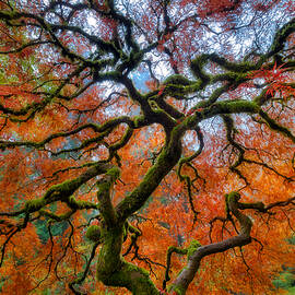 Branching Out in Autumn by David Gn