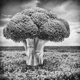 Broccoli Tree by Wim Lanclus