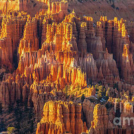 Bryce Canyon Columns and Layers Golden Light by Mike Reid