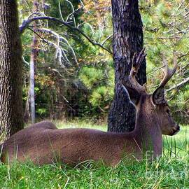 Buck lying in the grass by Charlene Cox