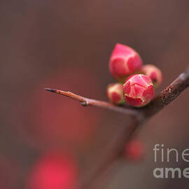 Bud Of The Flowering Quince by Joy Watson