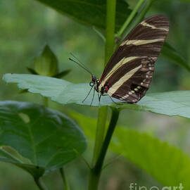 Butterfly 2 by Christy Garavetto