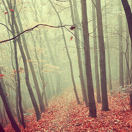 By Misty Autumn Path by Jenny Rainbow