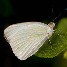 Cabbage white butterfly on a leaf by Ruth Jolly