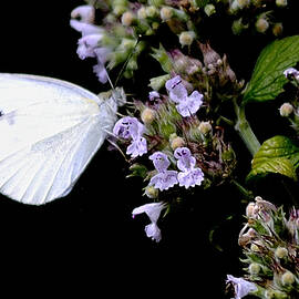 Cabbage White on Catnip by Randy Bodkins