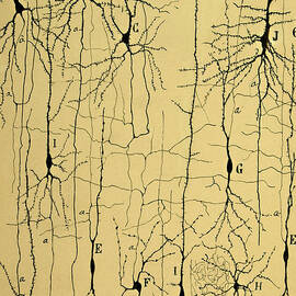 Cajal Drawing of Microscopic Structure of the Brain 1904 by Science Source