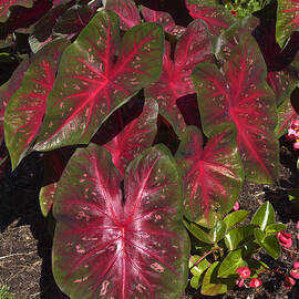 Caladiums by Sally Weigand