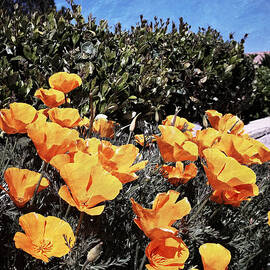 California Poppies - Reaching For Rays by Glenn McCarthy Art and Photography