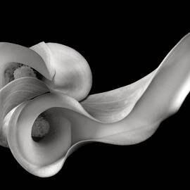Calla lily by Floriana Barbu