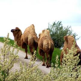 Camels in the spring by Charlene Cox