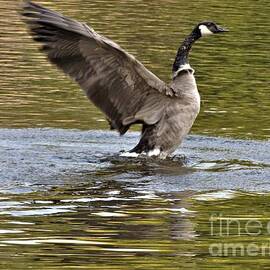 Canadian Goose Drying Wings          September         Indiana by Rory Cubel