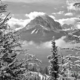 Canadian Rockies Through The Snow Covered Trees Black And White by Adam Jewell