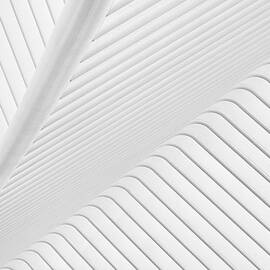 Canopy. by Greetje Van Son
