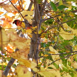 Cardinal Male With Food In An Autumn Birch Tree  Potato Creek State Park  Indiana by Rory Cubel