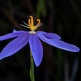 Celestial Lily by Paul Rebmann