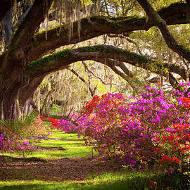 Charleston SC Magnolia Plantation Gardens - Memory Lane by Dave Allen