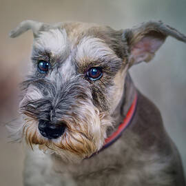 Charlie - Dog Portrait - Schnauzer by Nikolyn McDonald