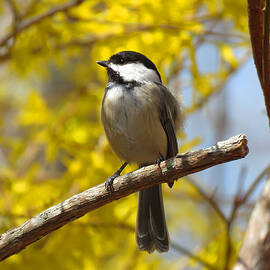 Chickadee in Spring by Dianne Cowen Cape Cod Photography