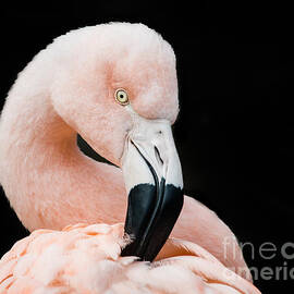 Chilean Flamingo V by Abeselom Zerit