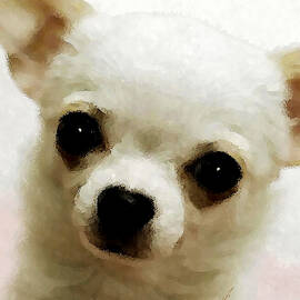Chihuahua by Stacey Chiew