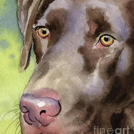 Chocolate Lab by David Rogers