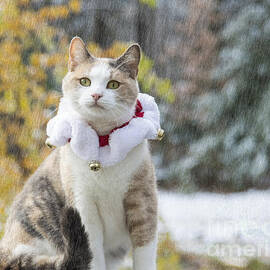 Christmas Cat by Alana Ranney