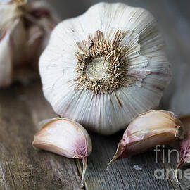 Close Up Head of Garlic by Charlotte Lake