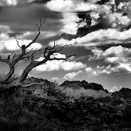 Clouds and a tree BaW by Jeff Swan