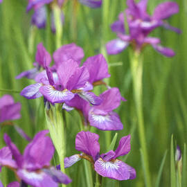 Color In The Garden