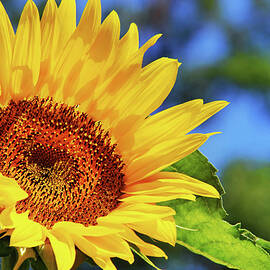 Color Me Happy Sunflower