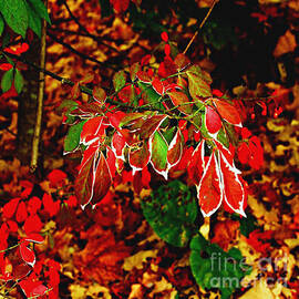 Autumn Foliage  by Carol F Austin