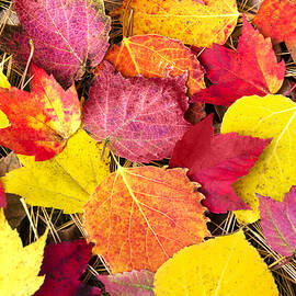 Colorful Autumn Leaves