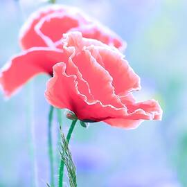 Colors of Spring - Poppies 7 by Celestial Images