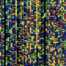 Computer Screen Showing A Human Genetic Sequence by Science Photo Library