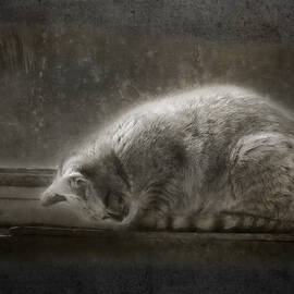 Contemplation by Sue Capuano