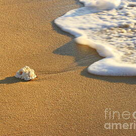 Coral on a Cabo beach by Charlene Cox