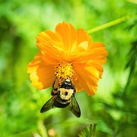 Cosmos and Bumblebee on Green by Mary Ann Artz