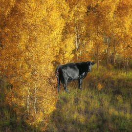 Cow - Autumn Aspens