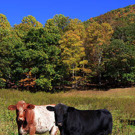 Cows in a Field by Jill Lang