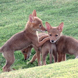 Coyote Pups Pile-on by Adrienne Wilson