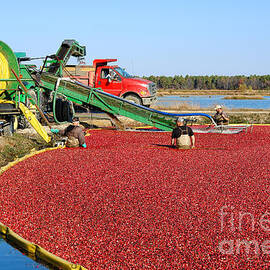 Cranberry Farming by Olivier Le Queinec