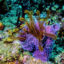 Crinoid in an Azure Vase by Jim Murphy