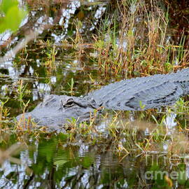 Crocodile in the wild Florida Merritt Island by Charlene Cox