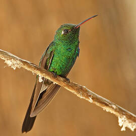 Cuban Emerald Hummingbird by Neil Bowman/FLPA