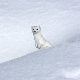 Curious Ermin by Sandra Bronstein