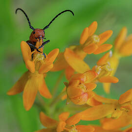 Cutest Beetle by Linda Howes