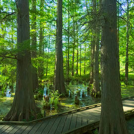 Cypress Swamp by Amanda Jones